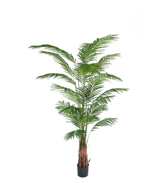 Areca Palm 240 cm