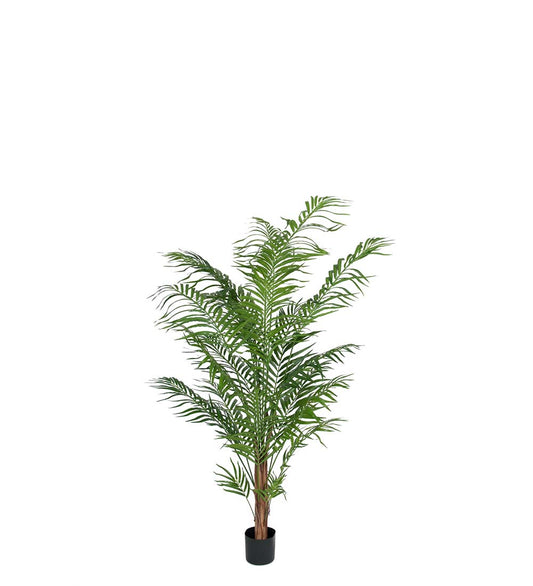 Areca Palm 180 cm