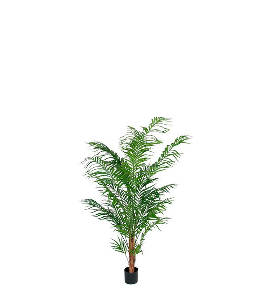 Areca Palm 150 cm