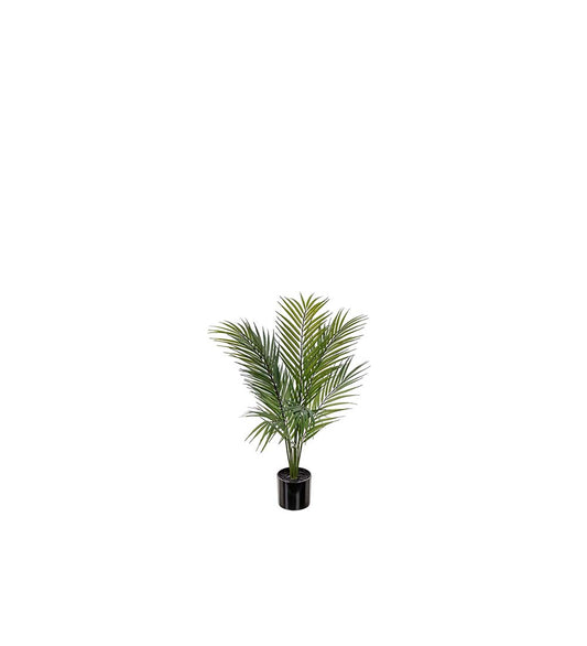 Mountain palm 60 cm