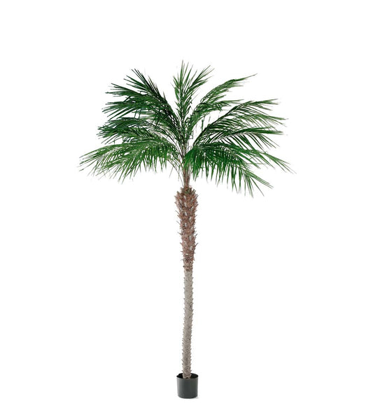 Phoenix Palm 240 cm