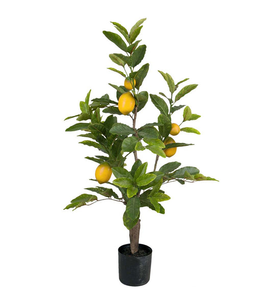 Zitronenbaum 90 cm
