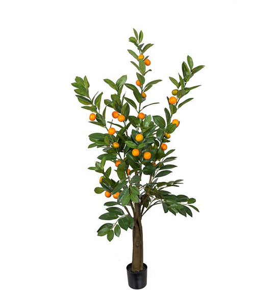 Citrusträd 150 cm