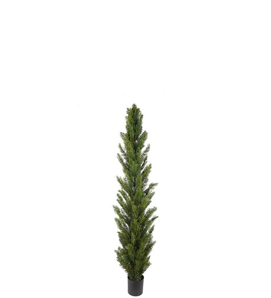 Cypress 77 cm