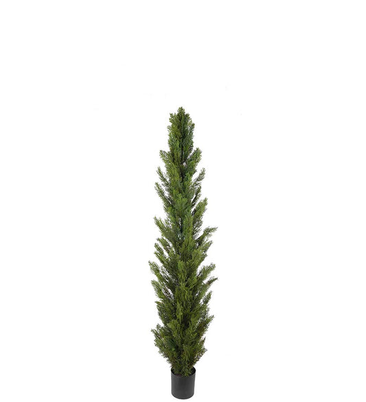 Cypress 120 cm