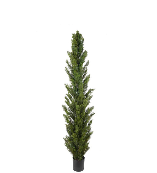 Cypress 150 cm