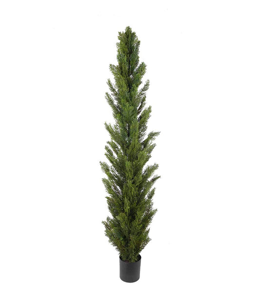 Cypress 180 cm