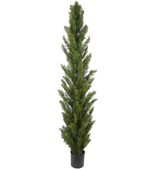Cypress 210 cm
