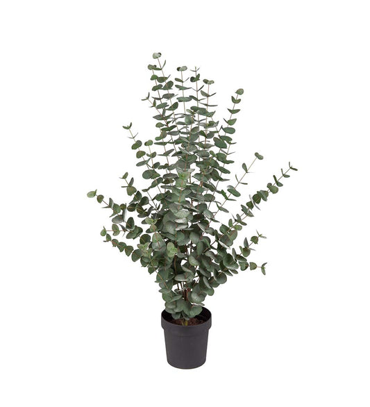 Eucalyptus 110 cm