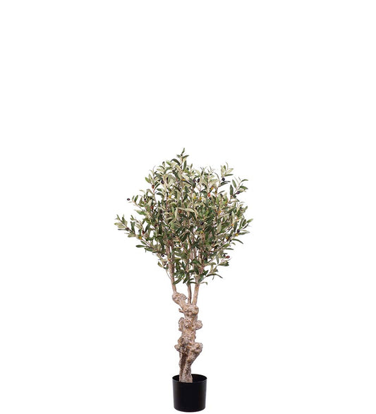 Olive tree 120 cm wide