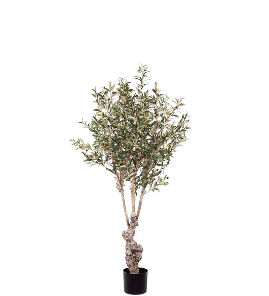 Olive tree 150 cm wide