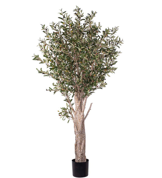 Olive tree 190 cm wide