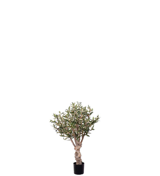 Olive tree 80 cm wide