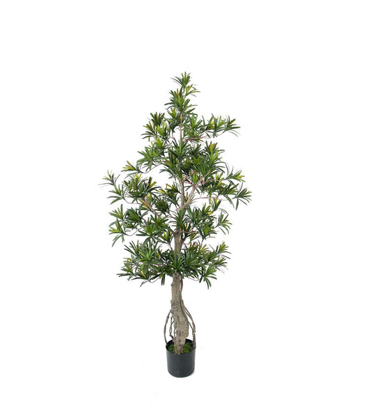 Podocarpus 120 cm