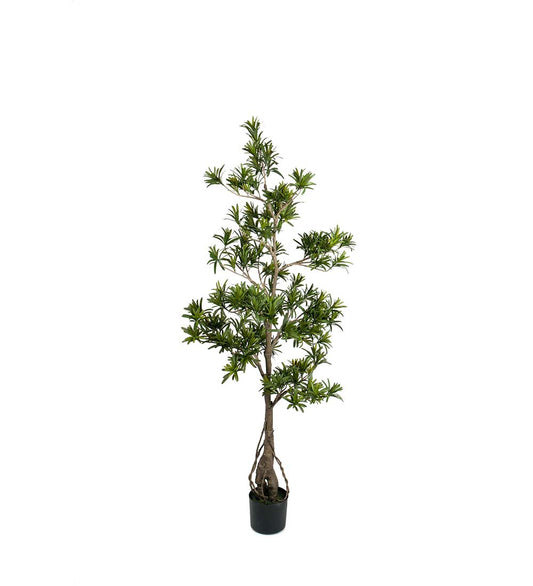 Podocarpus 150 cm