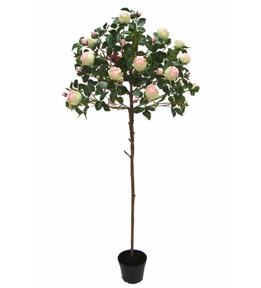 Rose bush 170 cm