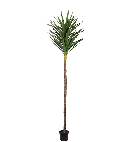 Yuccapalm 250 cm