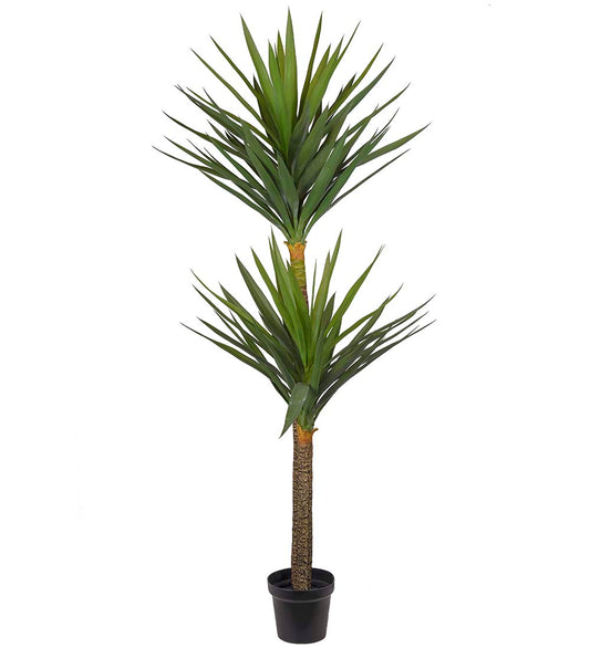 Yuccapalm 180 cm