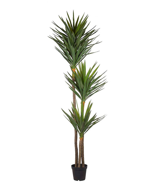 Yuccapalm 250 cm