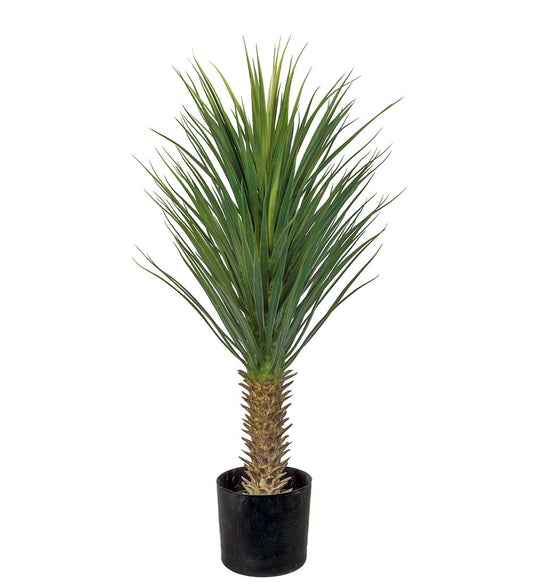 Yucca Rostrata 100 cm