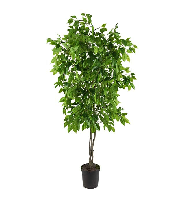 Ficus Benjamin 165 cm