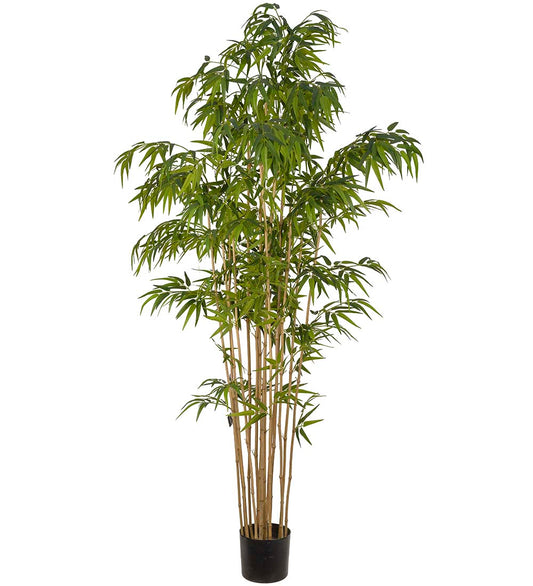 Bambu 210 cm